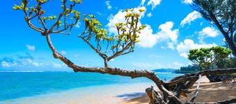 Charming cottage, nearby access to Anini beach - 85 steps away