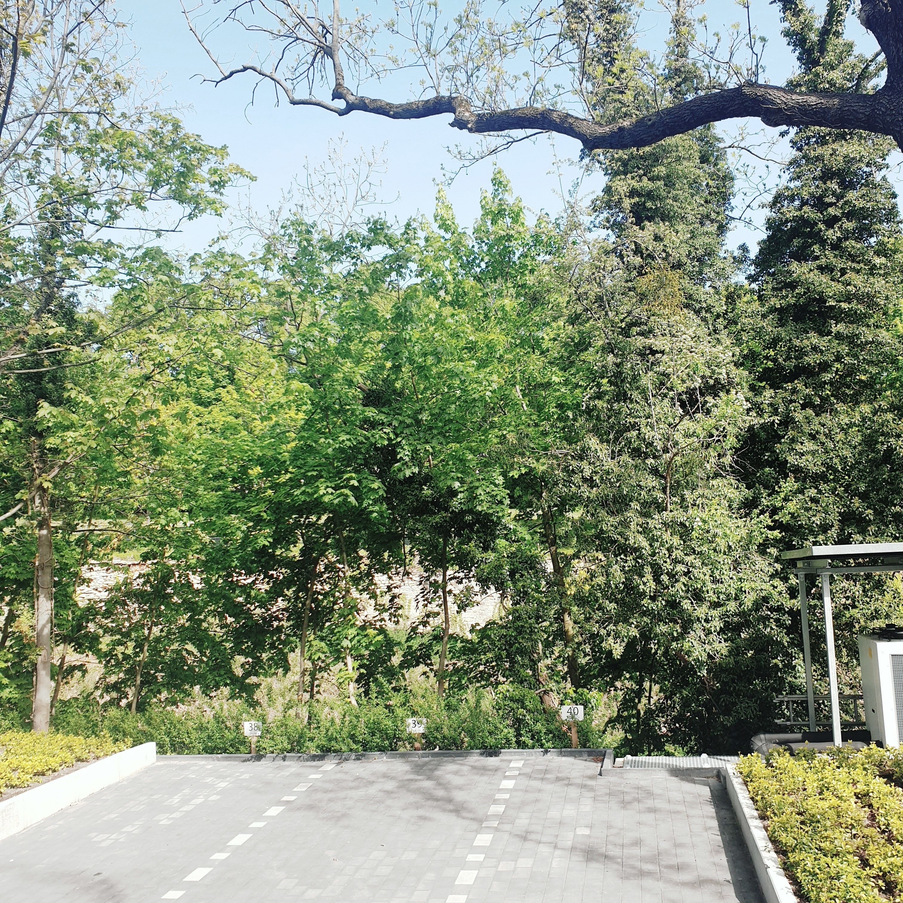 A paved pathway flanked by lush green trees and a building in the background.