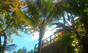 Property grounds - Sweet Serenity cabins (Kingston)