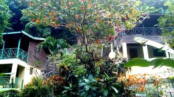 Un giardino rigoglioso con diverse piante e un albero con fiori rossi. Si vedono edifici con balconi sullo sfondo.