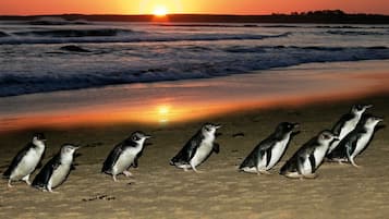 Vlak bij het strand