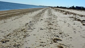 A beach with a clear sky and the sun shining.