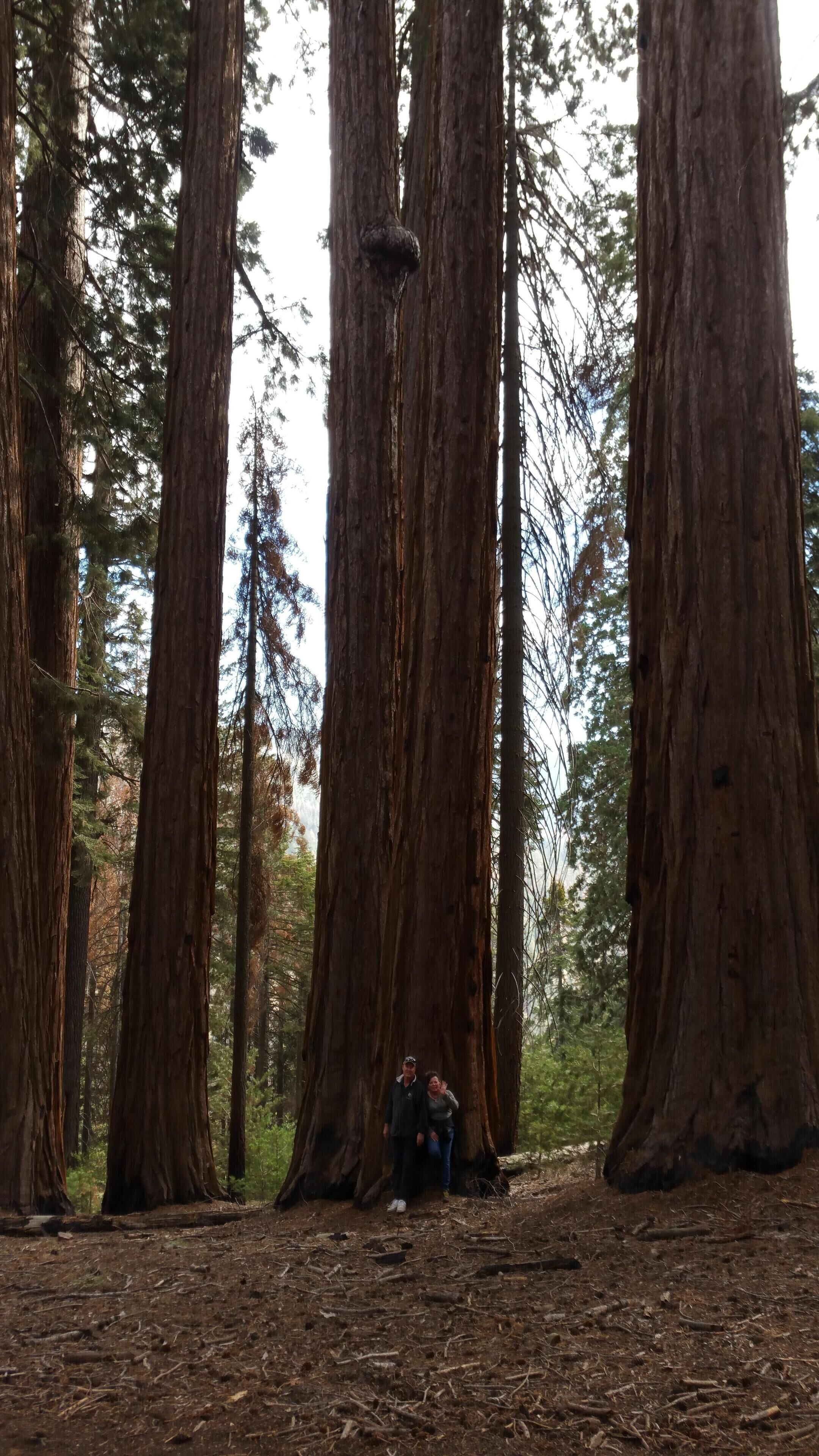 A forest with tall trees and a dirt path.