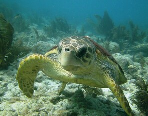 Unclassified image, 4 of 70, button