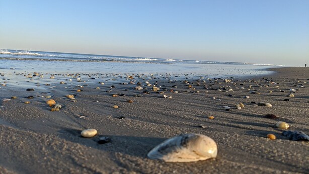 A beach with scattered shells and pebbles. - Spacious Condo with Pool Near Beach- New Floors and Furniture!  (Rehoboth)