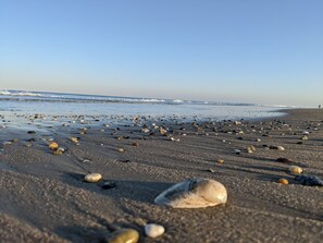 Ein Strand mit verstreuten Muscheln und Kieselsteinen.