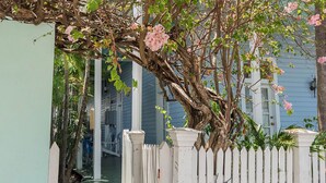 A narrow pathway flanked by white picket fences and a tree with pink flowers. - STEPS TO DUVAL, OLD TOWN!  'LA DOLCE VITA'  #6, SLEEPS 2-4, 3  BLKS TO STH BCH (Key West)
