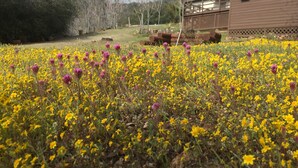 A field of yellow and purple flowers with a wooden structure in the background.
