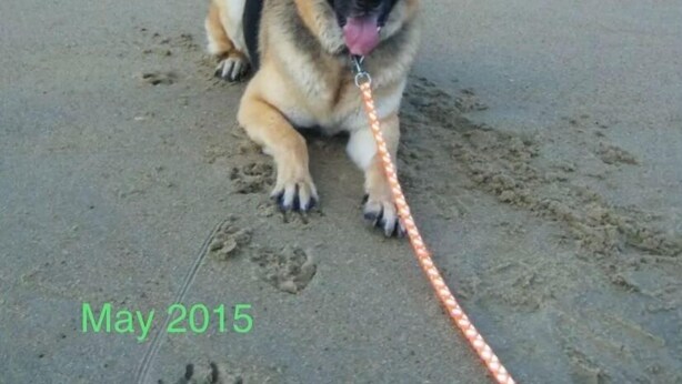 A German Shepherd dog on a leash on a sandy beach with ocean waves in the background. - Escape to the Beech House: A Wooded Family- Friendly Retreat Close to the Beach! (Kitty Hawk)