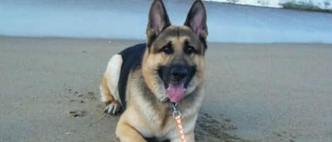 A German Shepherd dog on a leash on a sandy beach with ocean waves in the background.