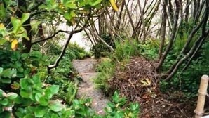 Een tuinpad omringd door weelderige begroeiing en bamboestructuren.