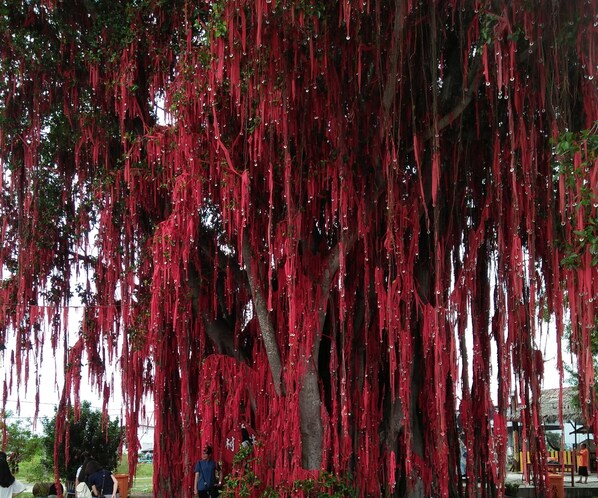 A tree with red ribbons hanging from its branches. - Coconut HomeStay Tanjong Karang ，Selan. .椰子民宿是渡假的好地方→屋子明亮→客厅和房间很宽阔→是悠庄地方，这里出入方便。 (Tanjong karang)