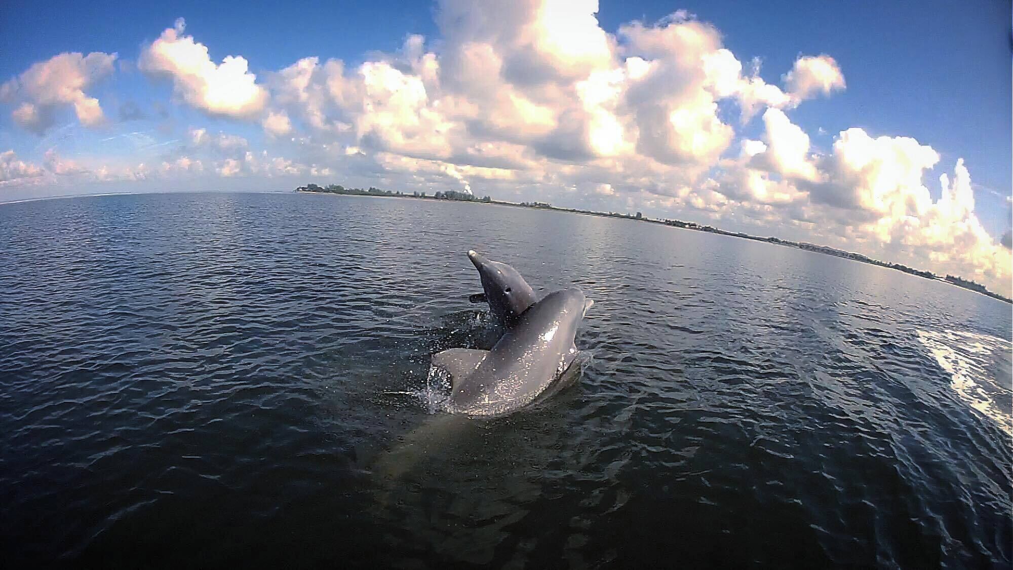 Un dauphin bondissant hors de l’eau, offrant une vue dégagée sur le ciel et les nuages.