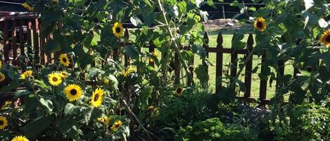A garden with sunflowers, a wooden fence, and a paved path.