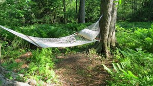 Un hamac suspendu entre deux arbres dans une zone boisée.