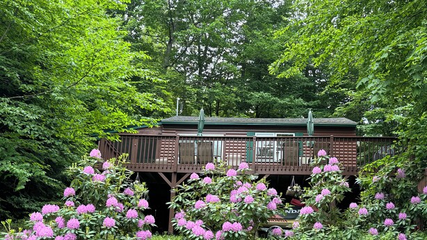 A wooden deck with a bench, surrounded by lush greenery and pink flowers. - Romantic getaway, private cabin overlooking Sawyer Lake  WIFI, TV, AC, Heat (Gilmanton)