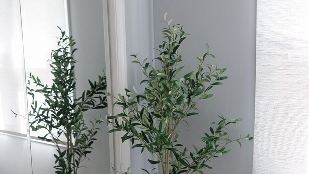 A room with a large mirror reflecting a potted plant and a window with blinds. - Cozy and Conveniently located close to KCI (KCMO)