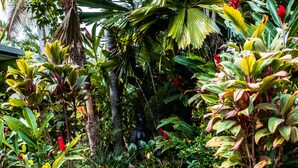 Ein gepflasterter Weg schlängelt sich durch einen üppigen Garten mit verschiedenen tropischen Pflanzen und einer Palme.