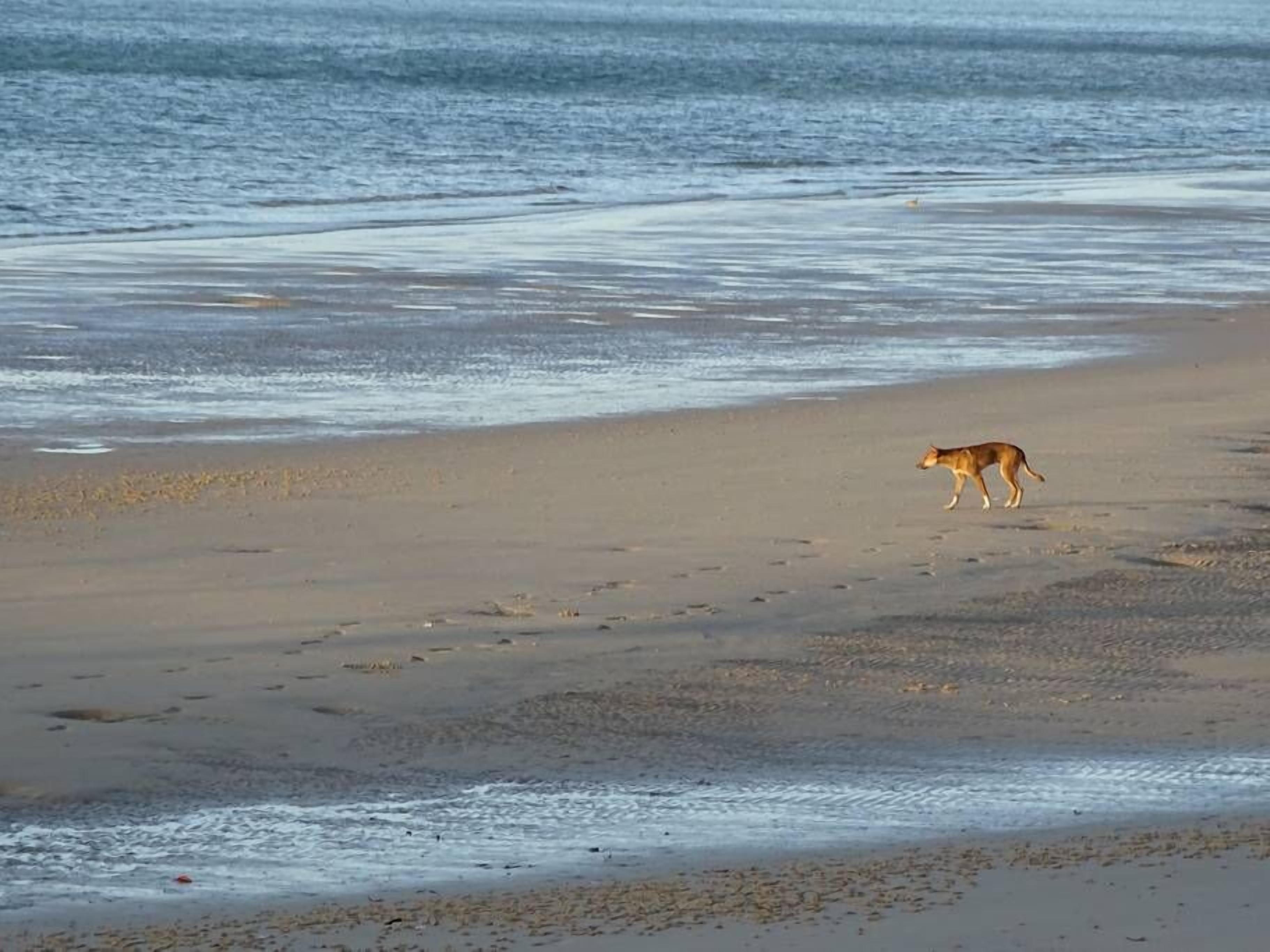 A beach with a dog walking along the shore.
