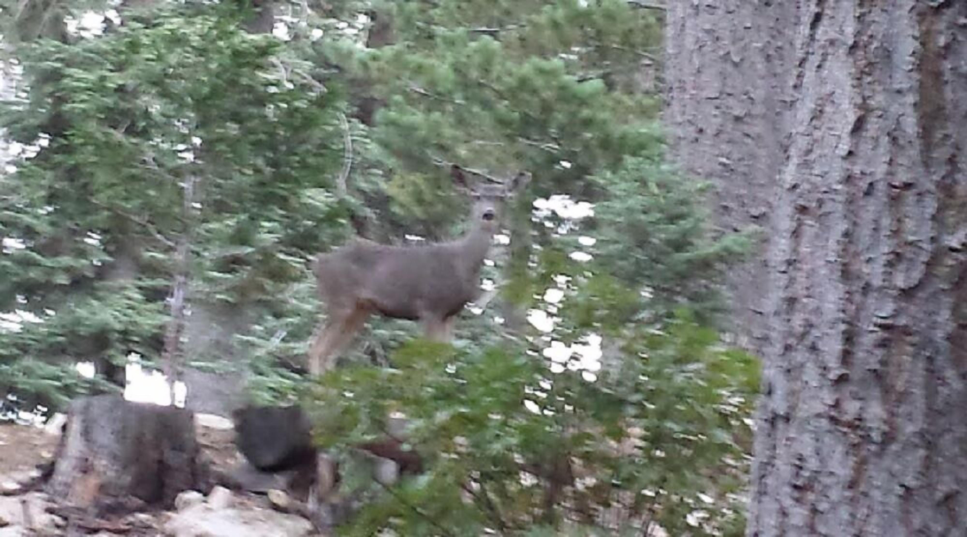 A forested area with a deer standing among trees.