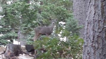 A forested area with a deer standing among trees.