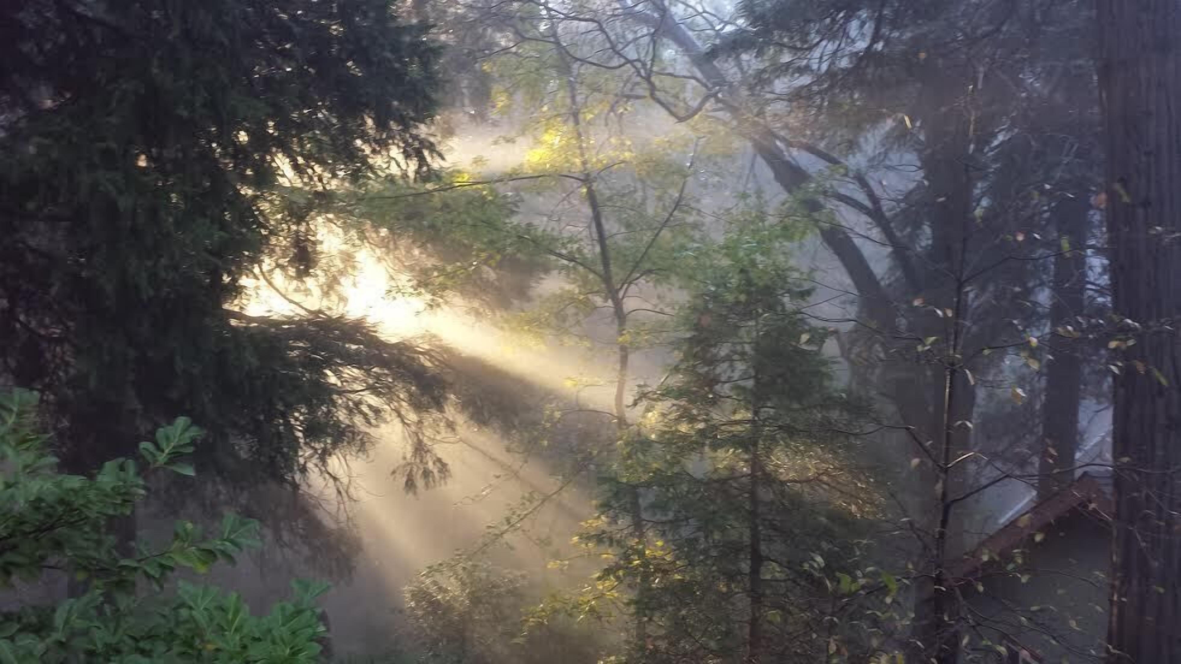 Un área boscosa con luz solar filtrándose entre los árboles.