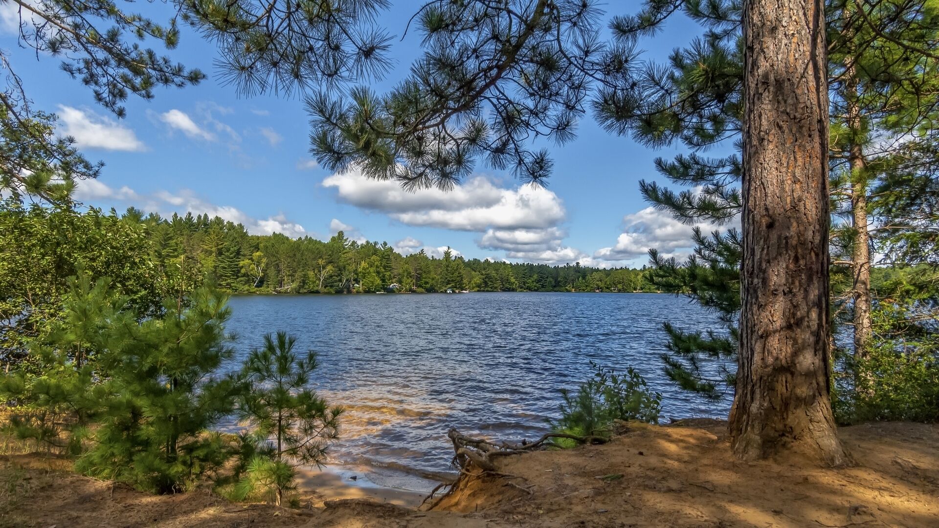 A lake surrounded by dense forest and a large tree trunk in the foreground.