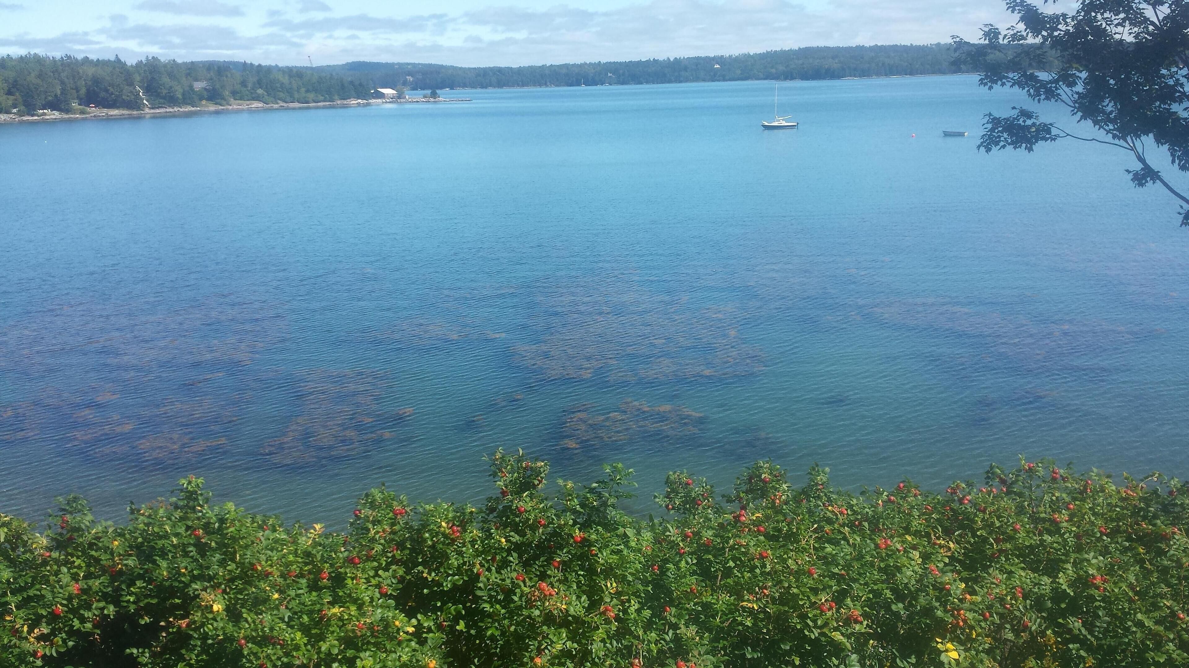 A large body of water with a boat in the distance and a forested shoreline.