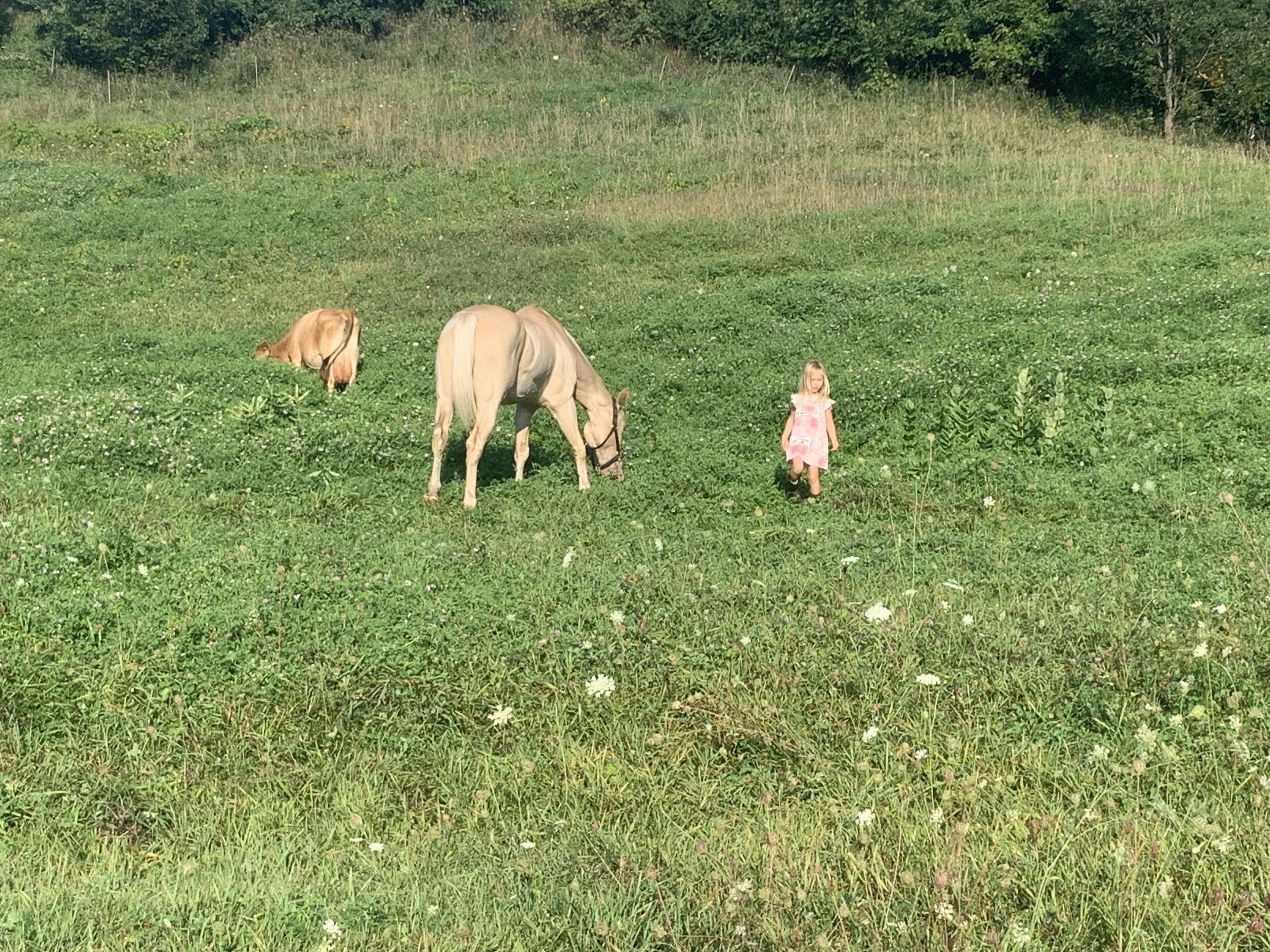 A grassy field with two horses and a child.