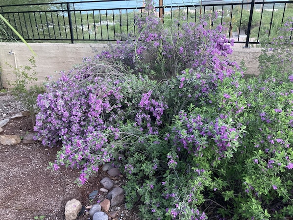 Stroll through the serene garden, surrounded by lush shrubs and vibrant flowers, with a view of the surrounding neighborhood.