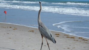 Une plage où un seul oiseau se promène le long du rivage.