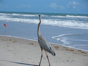 On the beach, sun-loungers, beach towels