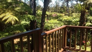 A wooden deck surrounded by lush green ferns and trees.