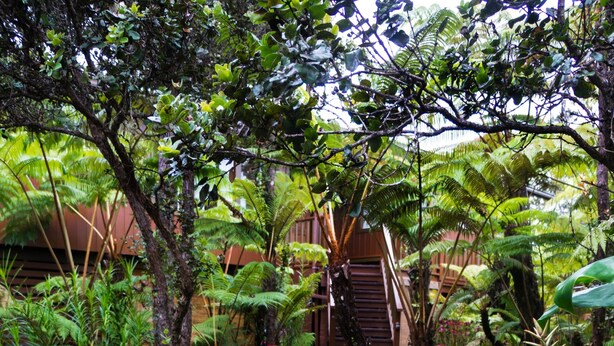 A lush garden with a stone wall, a wooden staircase, and various tropical plants.
