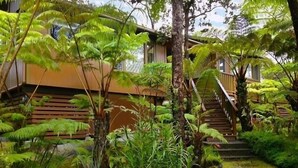 A tropical garden with a wooden staircase leading to a building with a balcony.