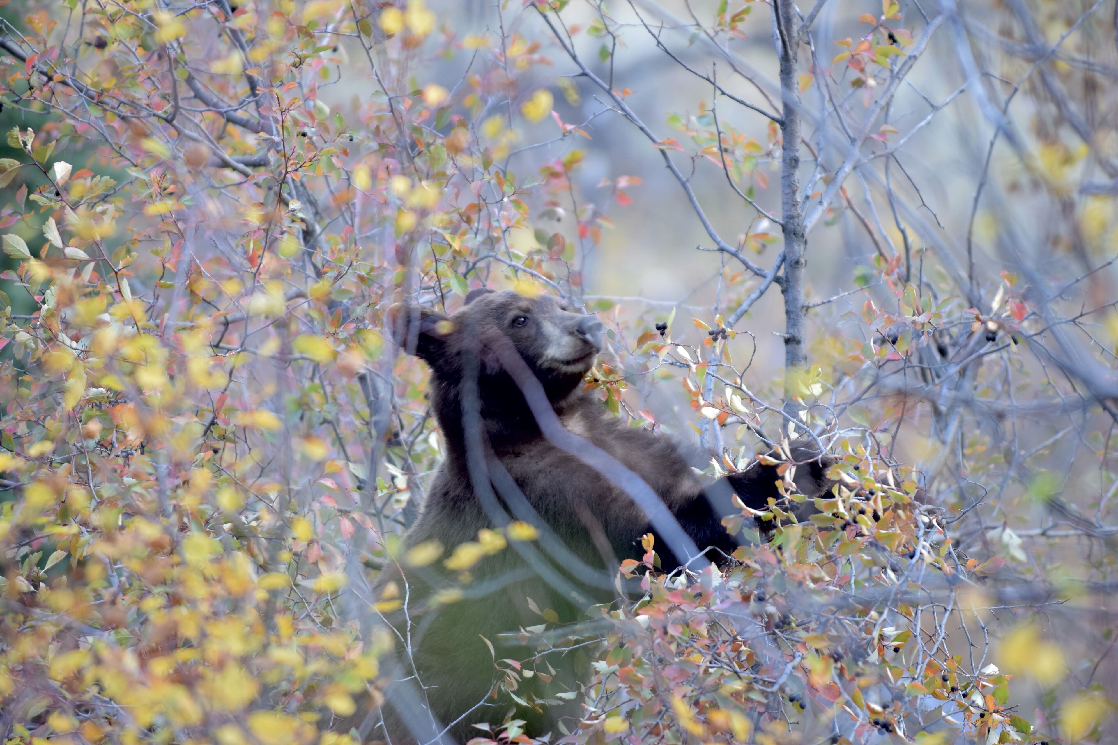 Un ours dans une zone boisée, avec des arbres et des branches.