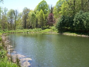 Un lago tranquilo rodeado de exuberante vegetación y árboles.