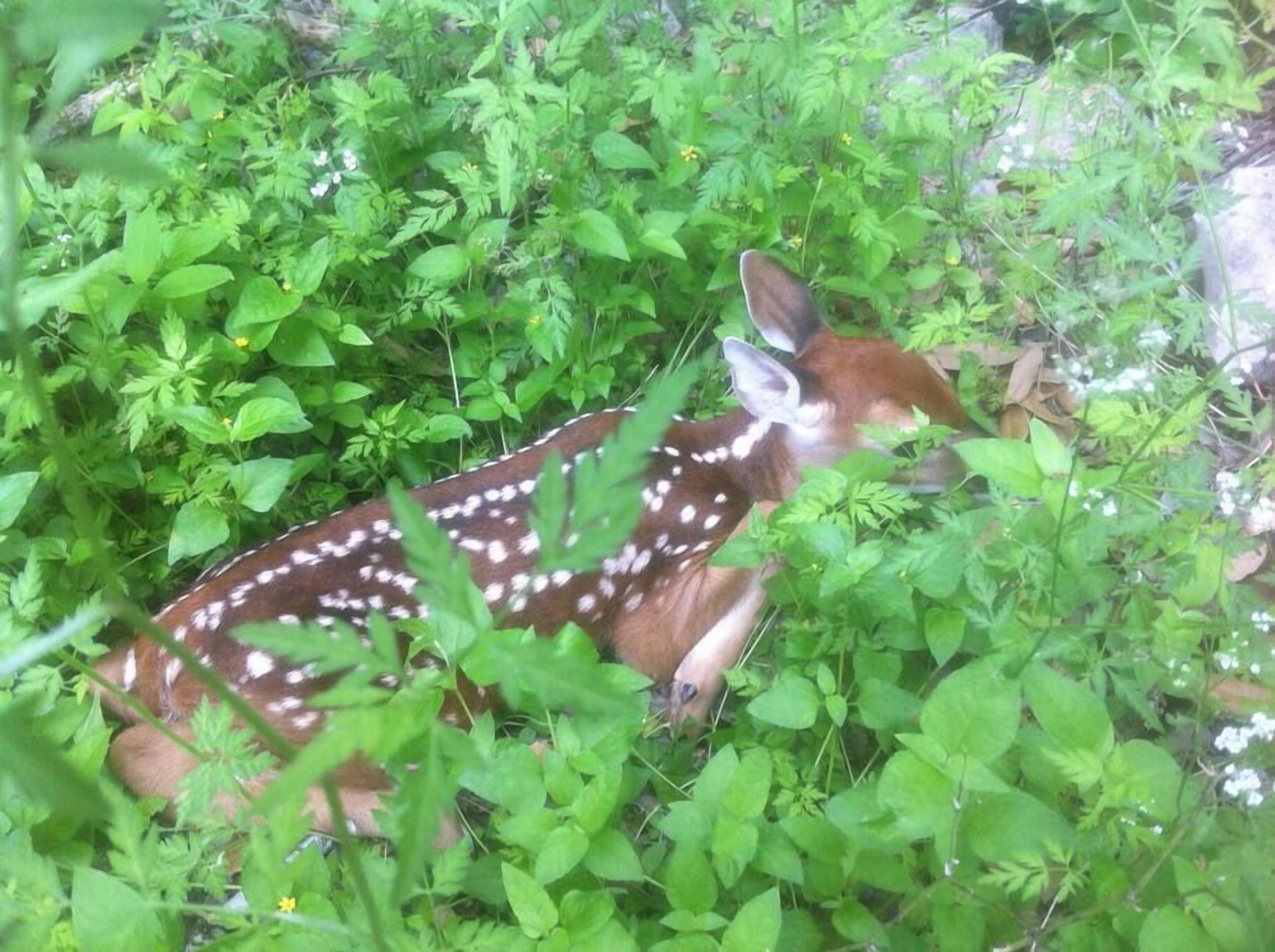 Un ciervo en un bosque verde y tupido.