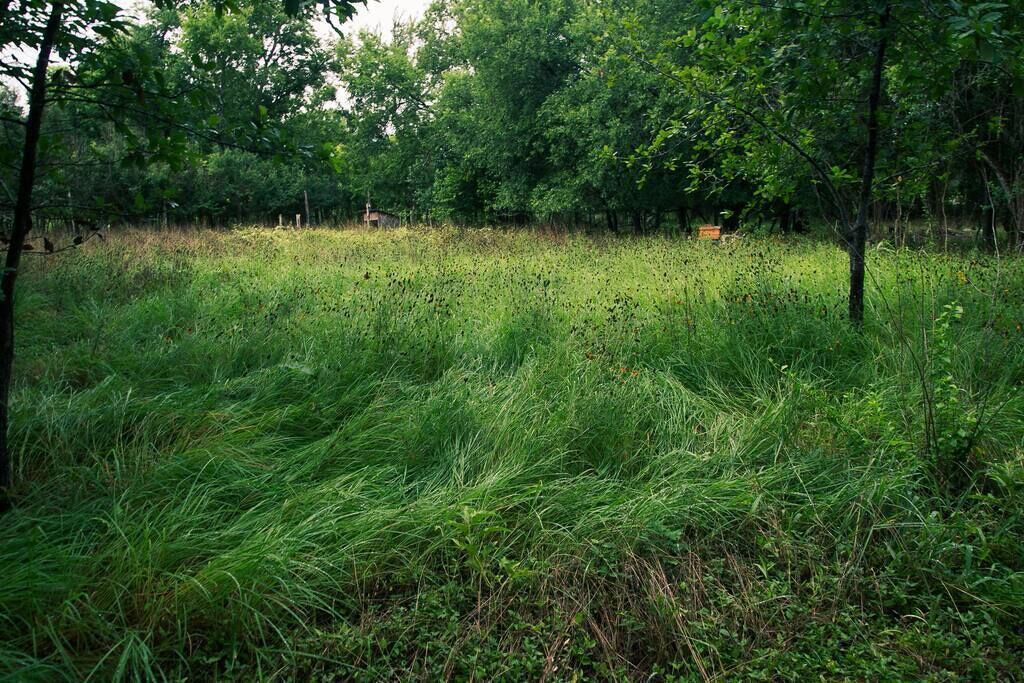 Un paisaje natural con hierba verde y árboles frondosos.