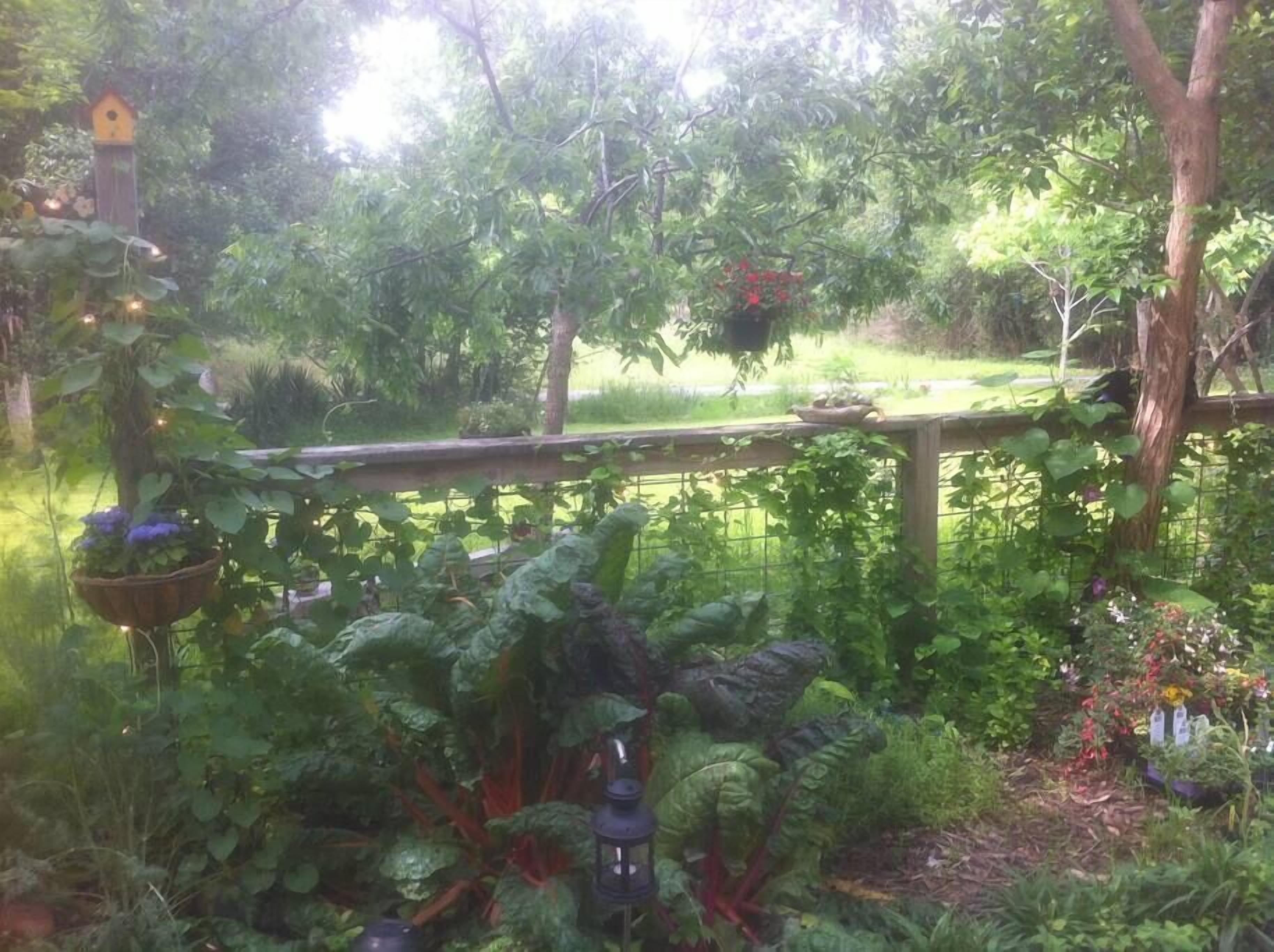 A lush garden with a wooden fence, various plants, and hanging flower baskets.