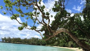 Ein Strand mit klarem türkisblauem Wasser, einem großen Baum und einem sandigen Ufer.