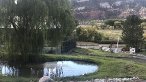 Un paysage paisible avec un étang, un saule pleureur et une zone délimitée par une clôture, avec un portail.