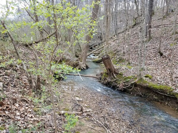 Un arroyo en un bosque con árboles y hojas caídas.