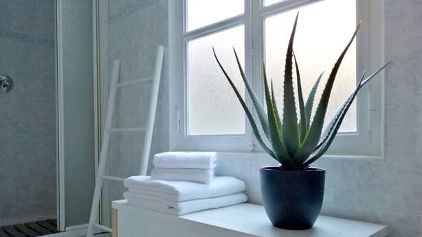 Une salle de bain avec un meuble-lavabo blanc, un pot d’aloe vera et des serviettes blanches soigneusement pliées.