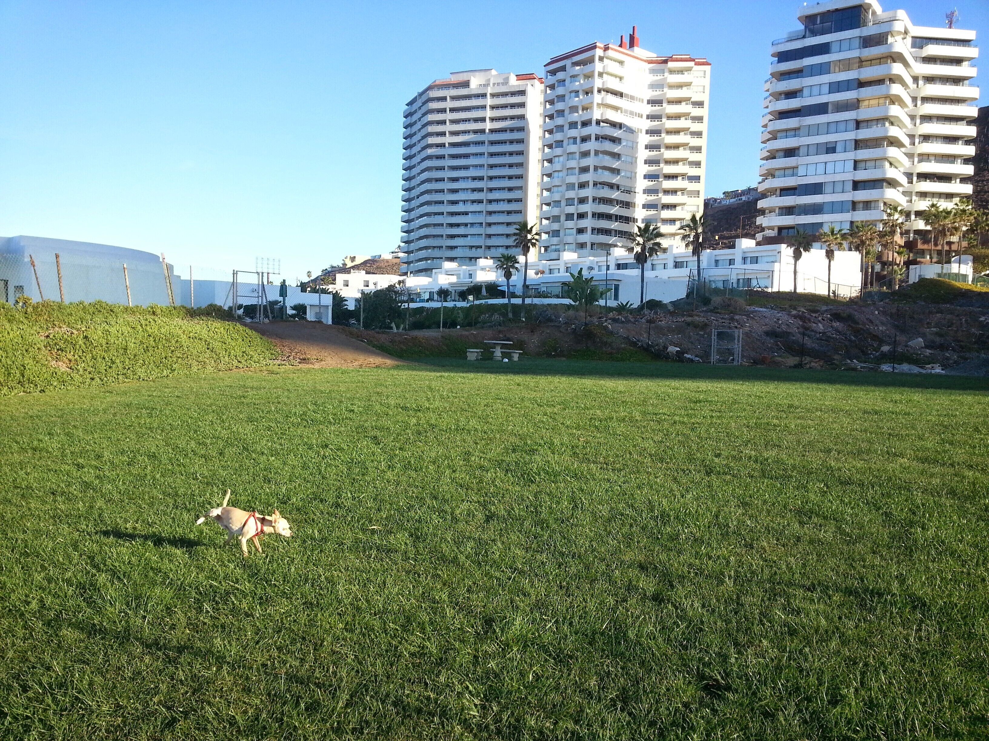 A grassy field with a dog, surrounded by modern buildings and a clear sky.