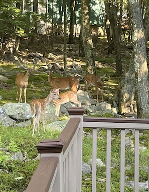 Property grounds - Gorgeous Chalet in the Perfect Setting, Truly One of the Poconos Best (Lake Harmony)