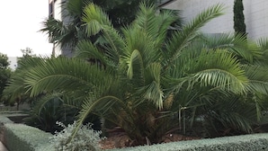 Um edifício moderno com um jardim ajardinado, apresentando palmeiras e sebes.