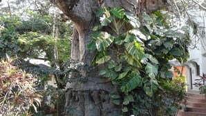 A large tree with thick trunk and dense foliage in a garden setting.