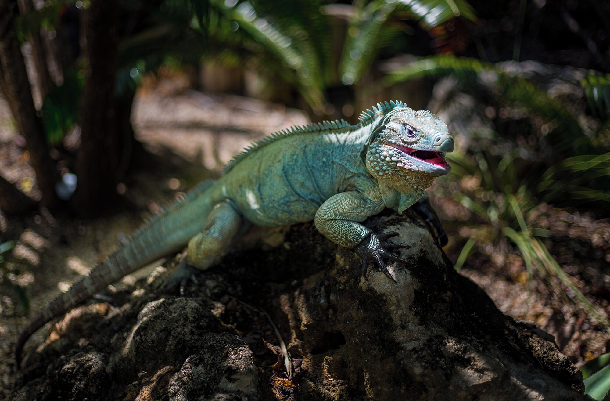A green iguana on a rock.