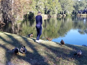Uma pessoa parada à beira de um lago calmo, com patos na margem.